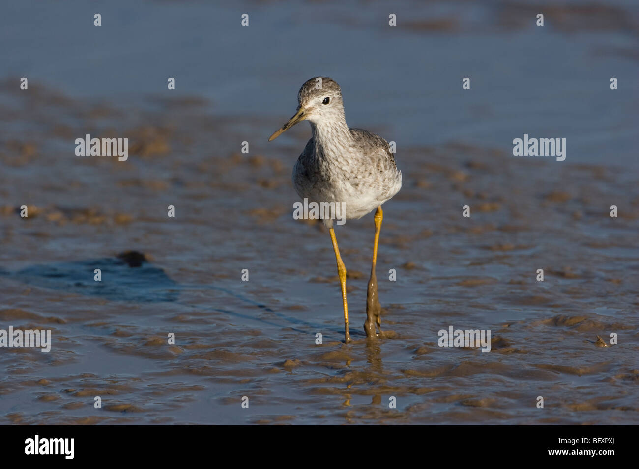Lesser Yellowlegs Tringa flavipes Stock Photo