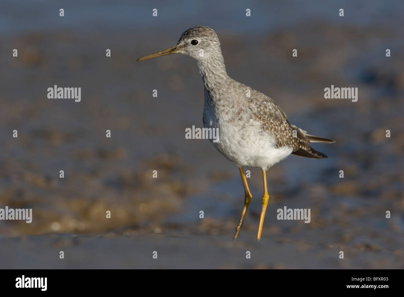 Lesser Yellowlegs Tringa flavipes Stock Photo