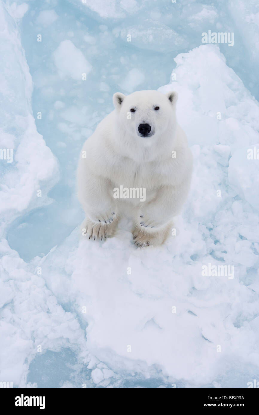 Polar bear (Ursus maritimus) cub standing on two feet on an ice floe in the Barents Sea, Norway. Stock Photo
