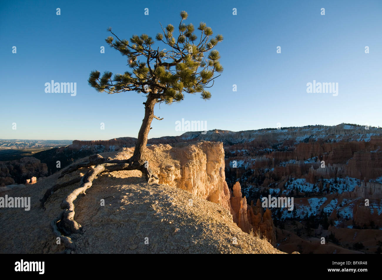 Limber Pine on ridge off Queen's Gardens-Navajo Loop Trails, Bryce Canyon National Park, Utah Stock Photo