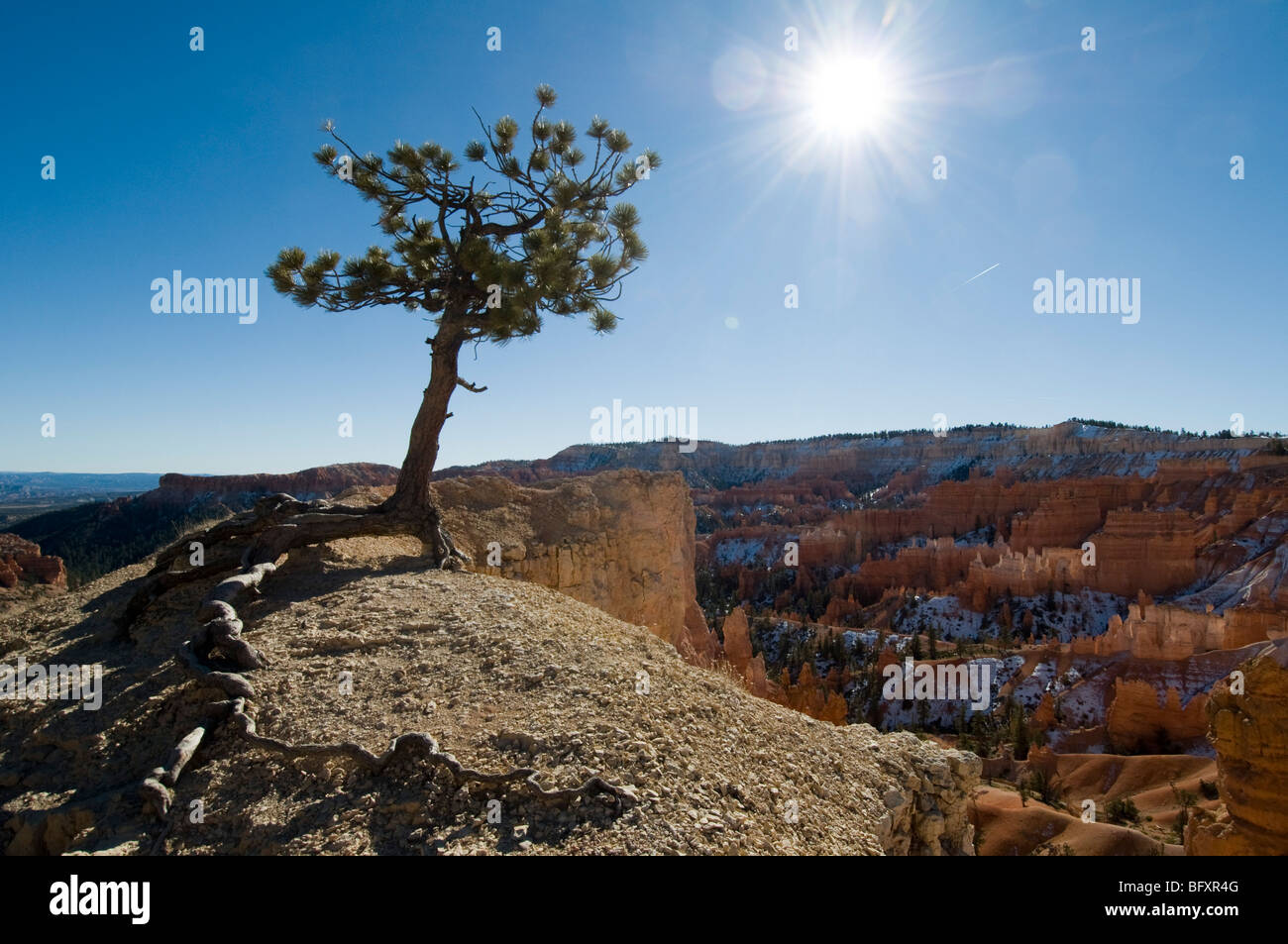 Limber Pine on ridge off Queen's Gardens-Navajo Loop Trails, Bryce Canyon National Park, Utah Stock Photo