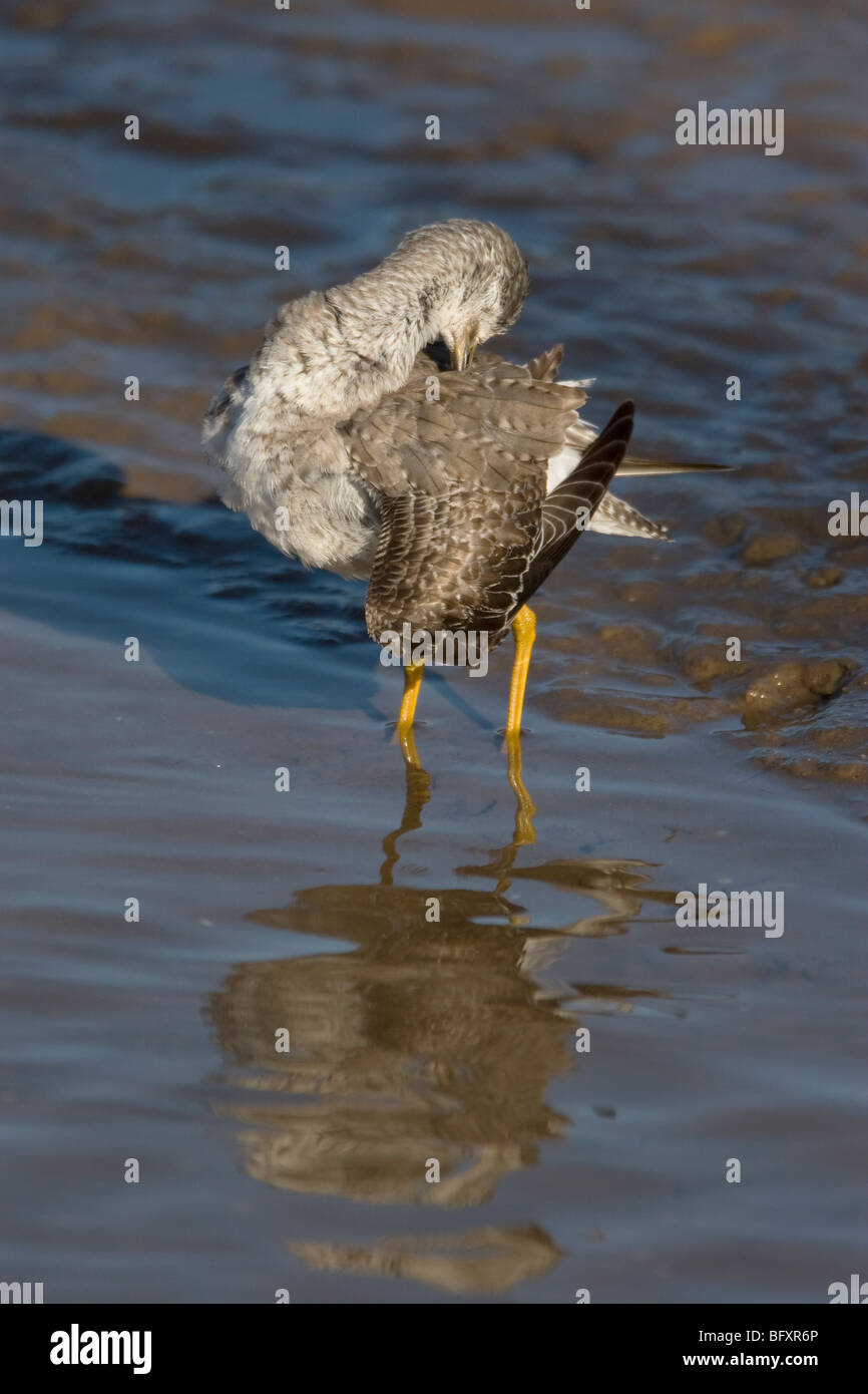 Lesser Yellowlegs Tringa flavipes Stock Photo