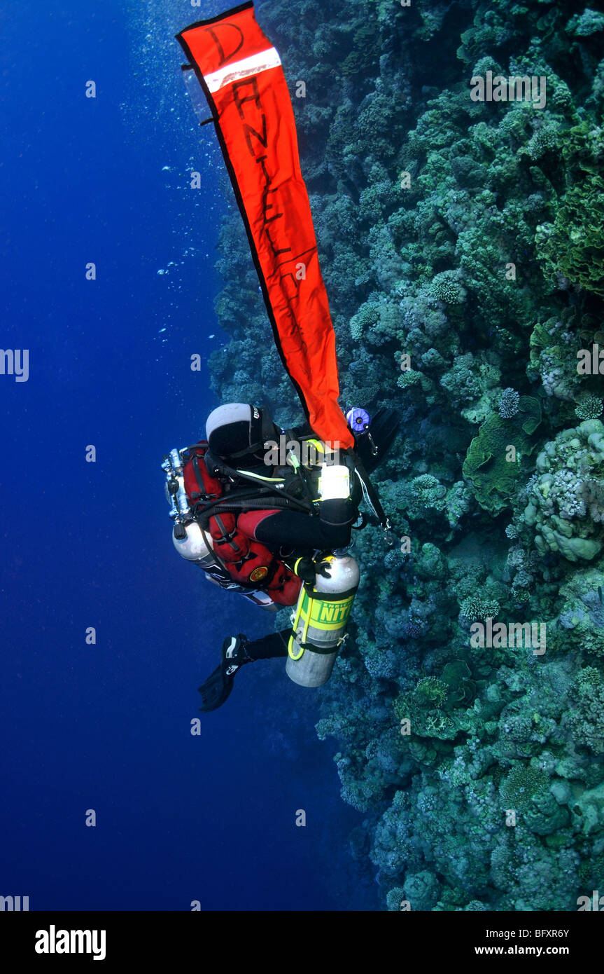 Technical scuba diver inflating delayed surface marker buoy with multiple cylinders on coral reef wall Ras Abu Gallum, 'Red Sea' Stock Photo