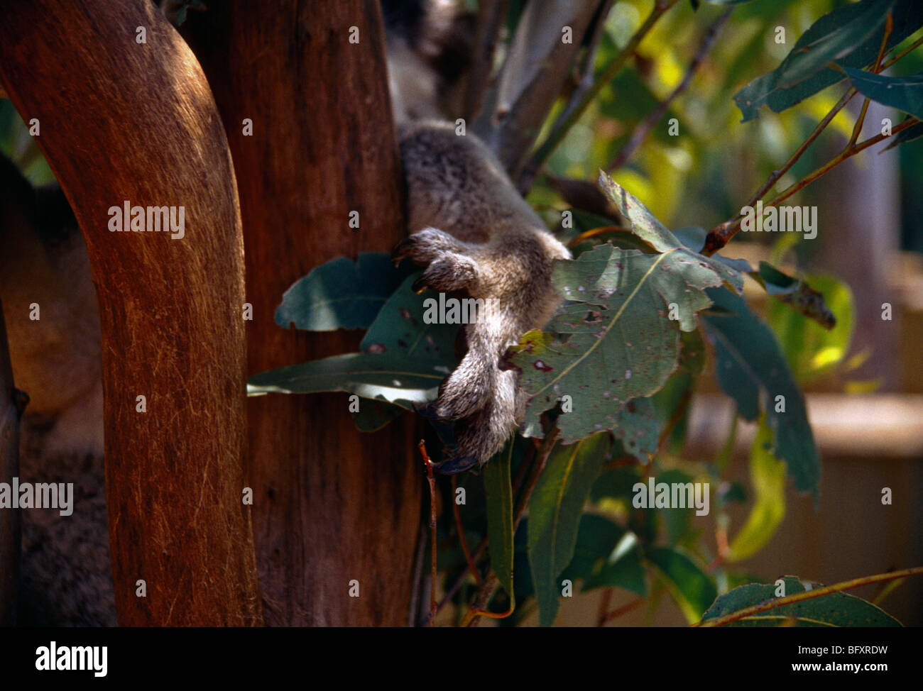 Brisbane Queensland Australia Alma Park Zoo Koala