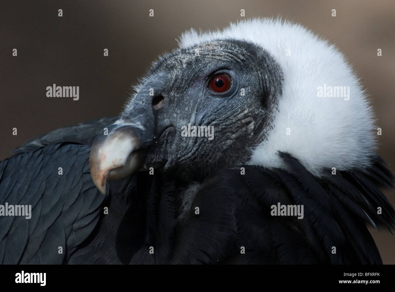 Andean Condor (female) Vultur gryphus Rio Grande Zoo Albuquerque New Mexico USA Stock Photo
