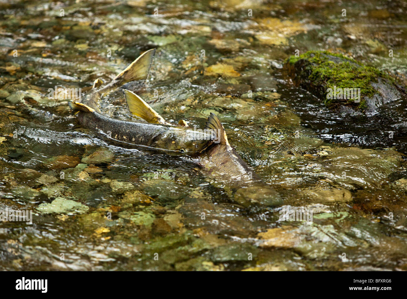 Salmon run at Goldstream Park. Vancouver Island, BC, Canada Stock Photo