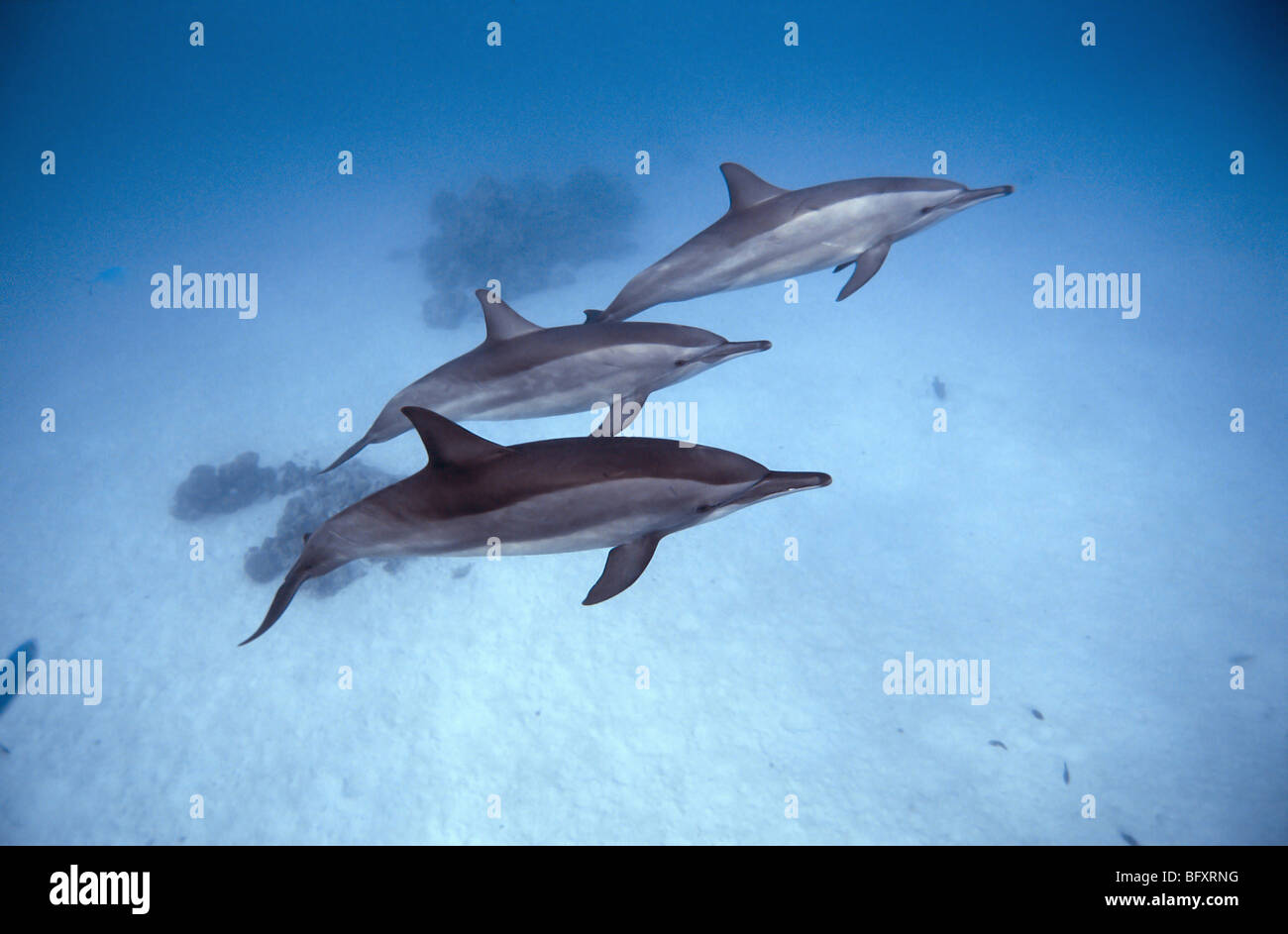 Red Sea. dolphins. Marsa Alam - Samadai Bay, underwater, clear water, blue water, scuba, diving, ocean, sea, snorkel, mammals Stock Photo