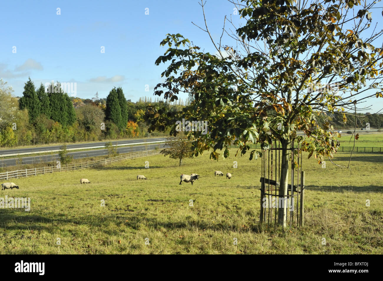 Sheep grazing in Snooks Moor by the A41 carriageway, Hemel Hempstead