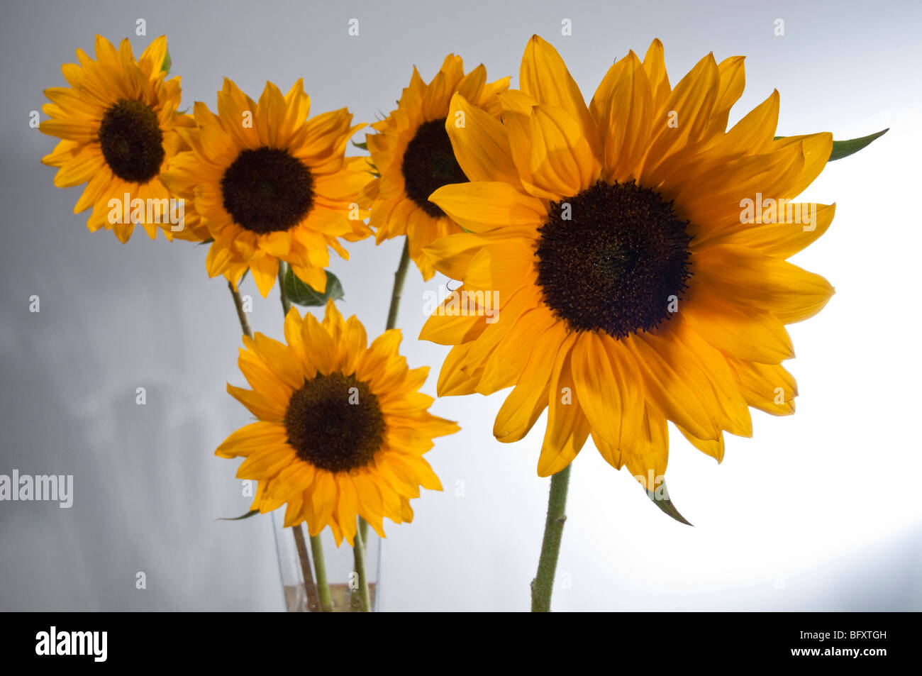 Sunflower Studio Pictures on White or Grey Background, one alone or groups Stock Photo