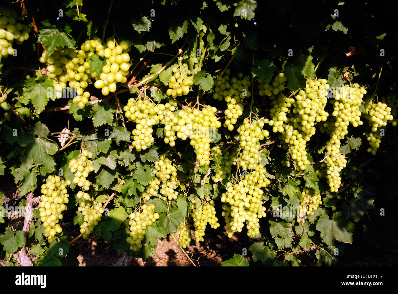Israel, Negev, Lachish Region, Vineyard, Close up of a cluster of unripe grapes Stock Photo