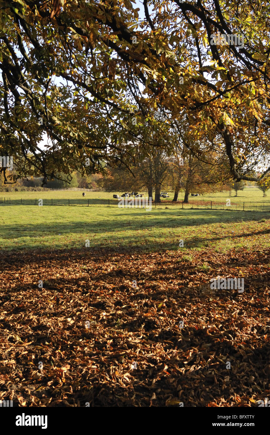 Tranquil English town park in autumn, Hemel Hempstead, UK. Stock Photo