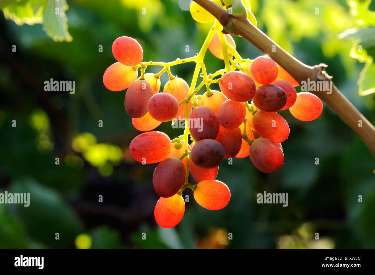 Israel, Negev, Lachish Region, Vineyard, Close up of a cluster of ripe grapes Stock Photo