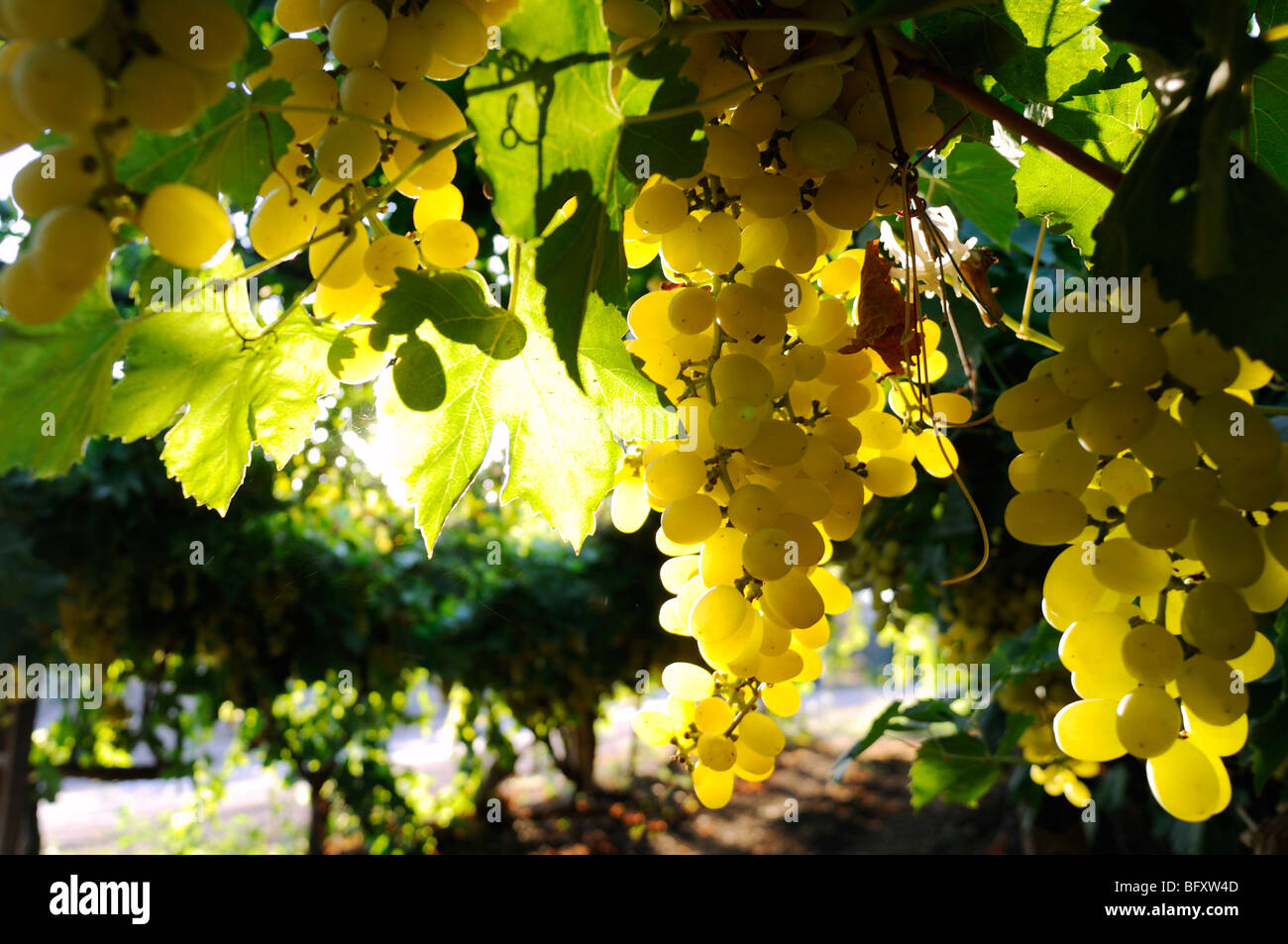 Israel, Negev, Lachish Region, Vineyard, Close up of a cluster of ripe grapes Stock Photo