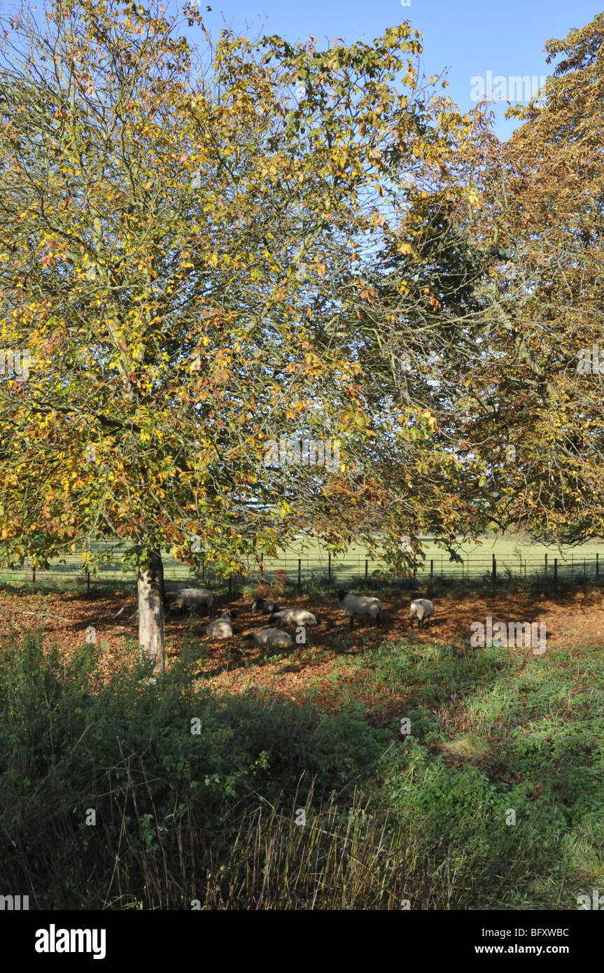 A flock of Norfolk horn sheep sheltering under autumn foliage, UK. Stock Photo