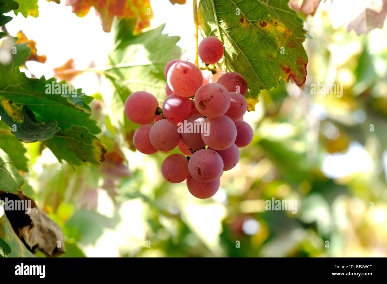 Israel, Negev, Lachish Region, Vineyard, Close up of a cluster of ripe grapes Stock Photo