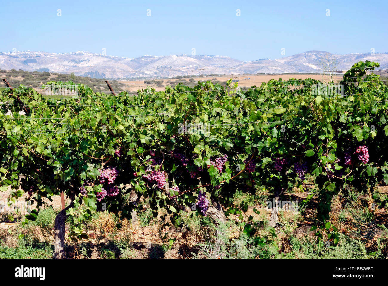 Israel, Negev, Lachish Region, Vineyard, Stock Photo