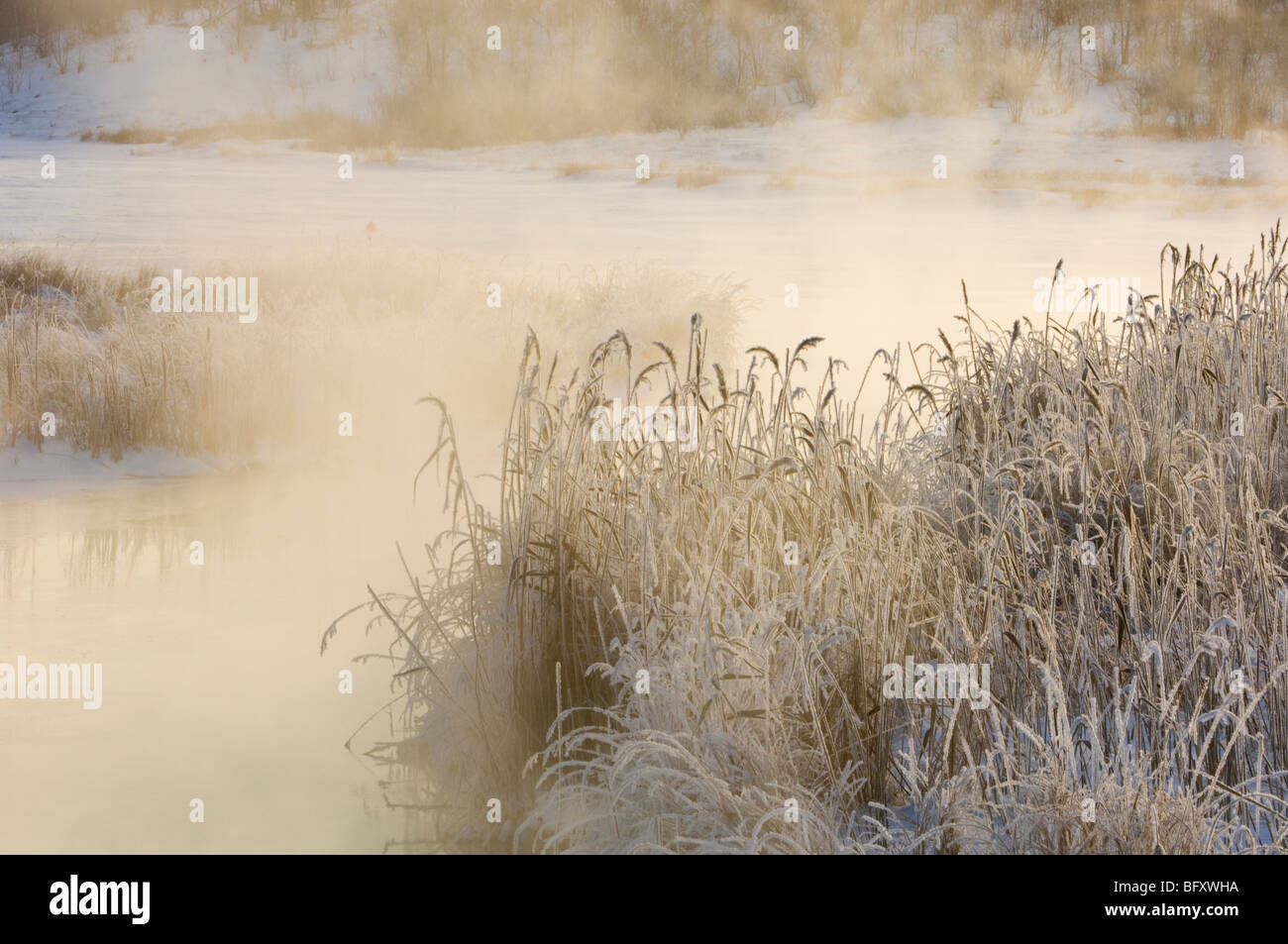 Frosted grasses and common reeds with mist rising from open water of ...