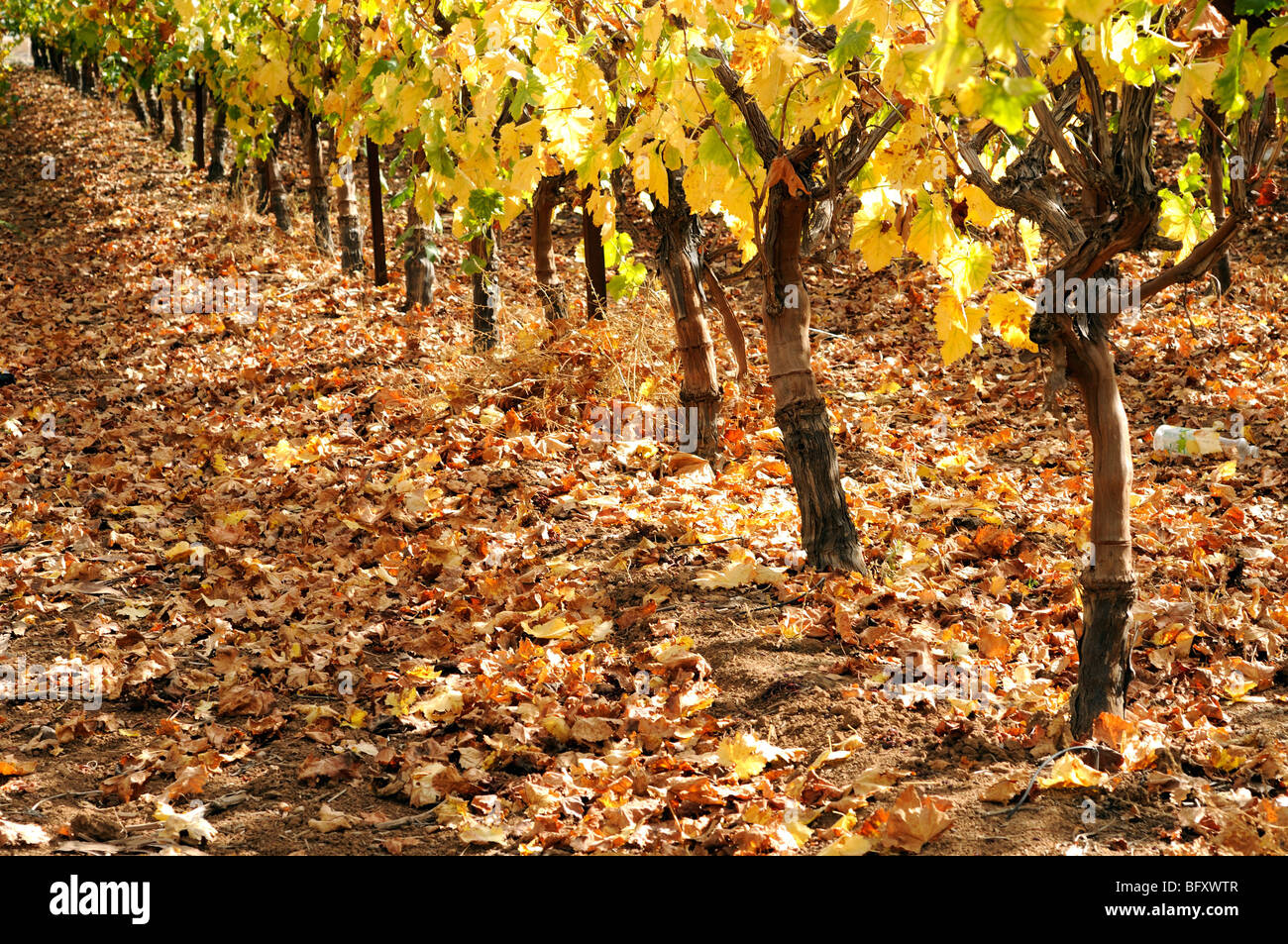 Israel, Negev, Lachish Region, Vineyard, Stock Photo