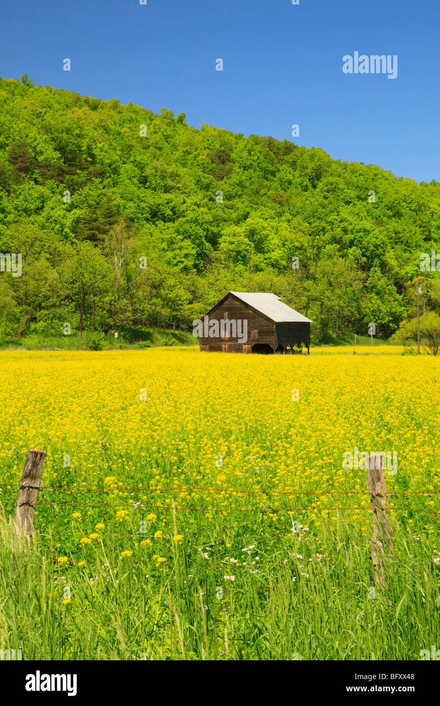 Barn In Field Of Yellow Wildflowers Near Judy Gap West Virginia Stock Photo Alamy