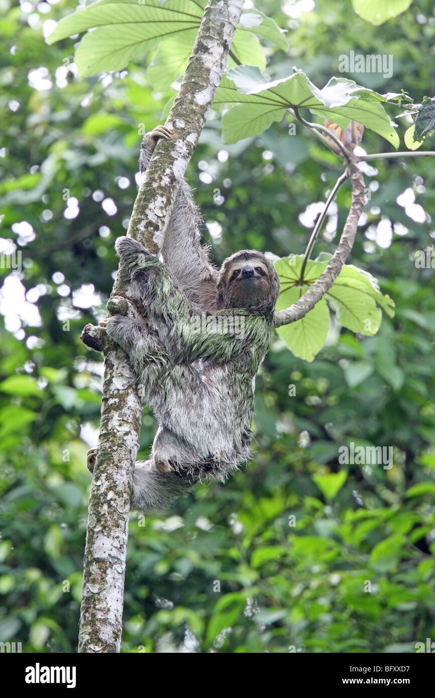 Brown-throated Three-toed Sloth Stock Photo