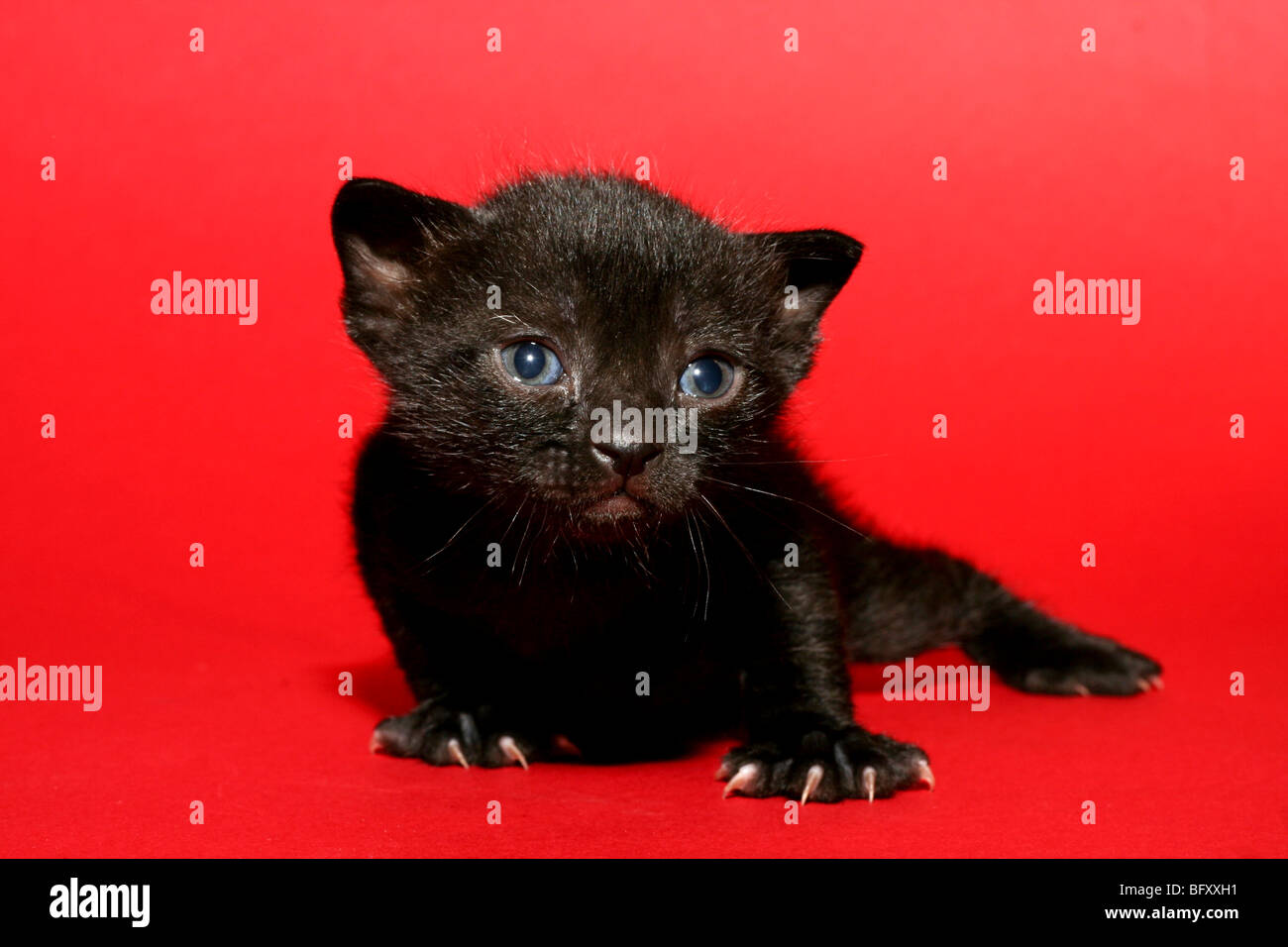 one week old kitten on red background nails protruding Stock Photo