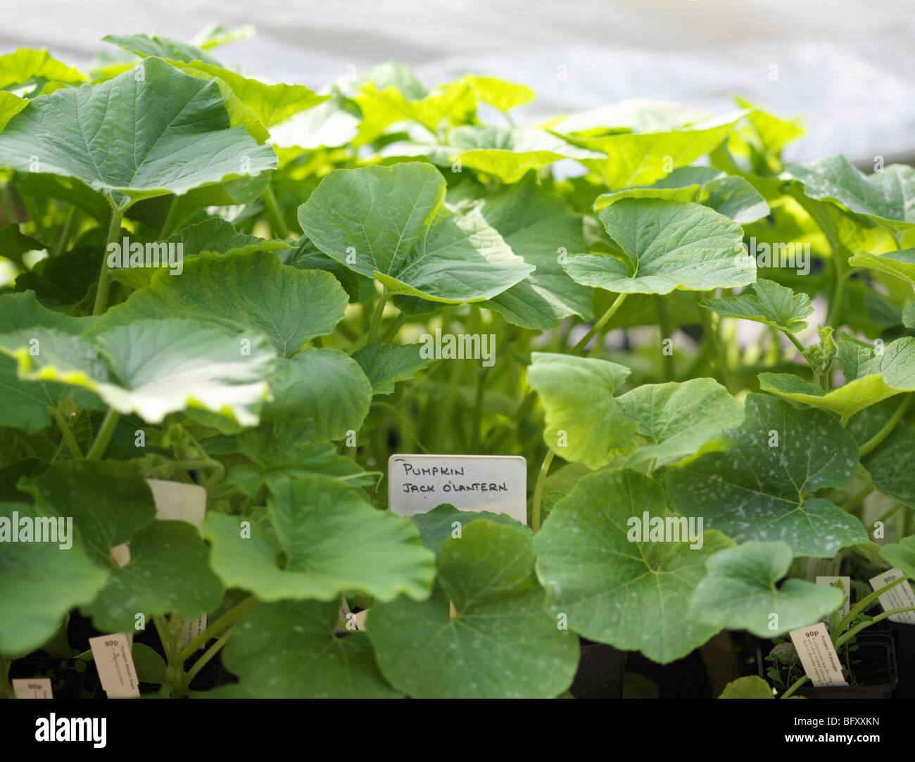 Garden centre plant label hi-res stock photography and images - Alamy