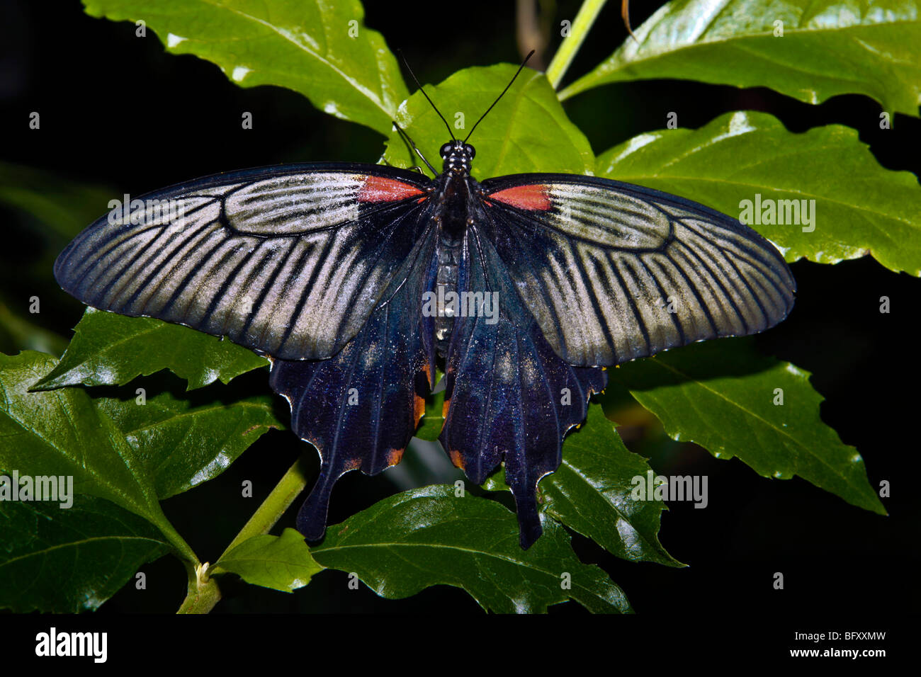 Butterflies at Butterfly World, Klapmuts, South Africa Stock Photo Alamy