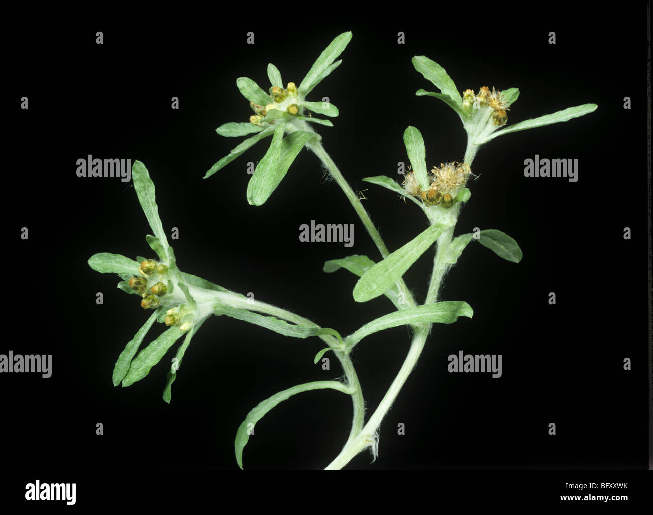 Marsh cudweed (Gnaphalium ulignosum) flowers against a black background Stock Photo