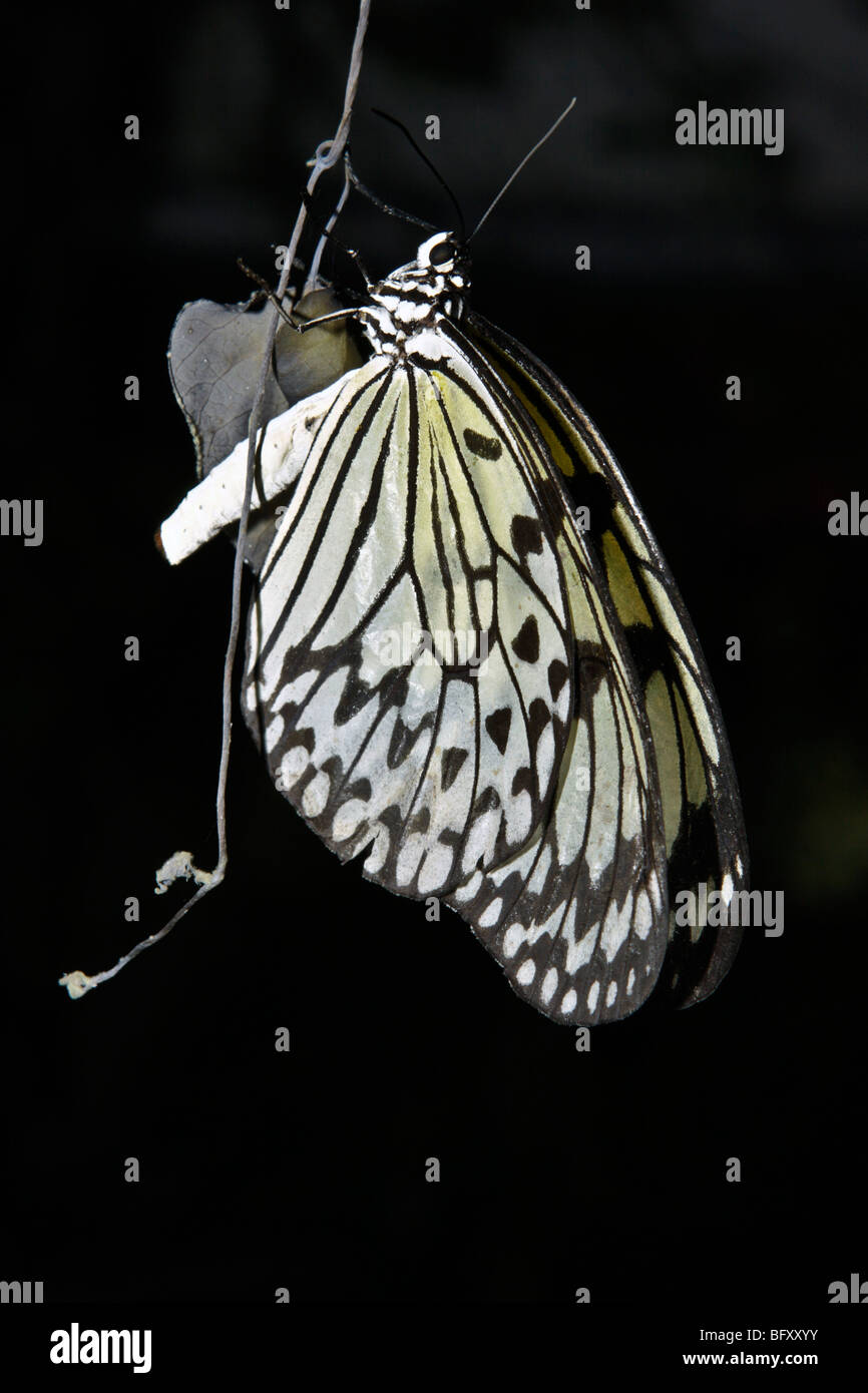 Rice paper butterflies at Butterfly World, Klapmuts, South Africa Stock  Photo - Alamy