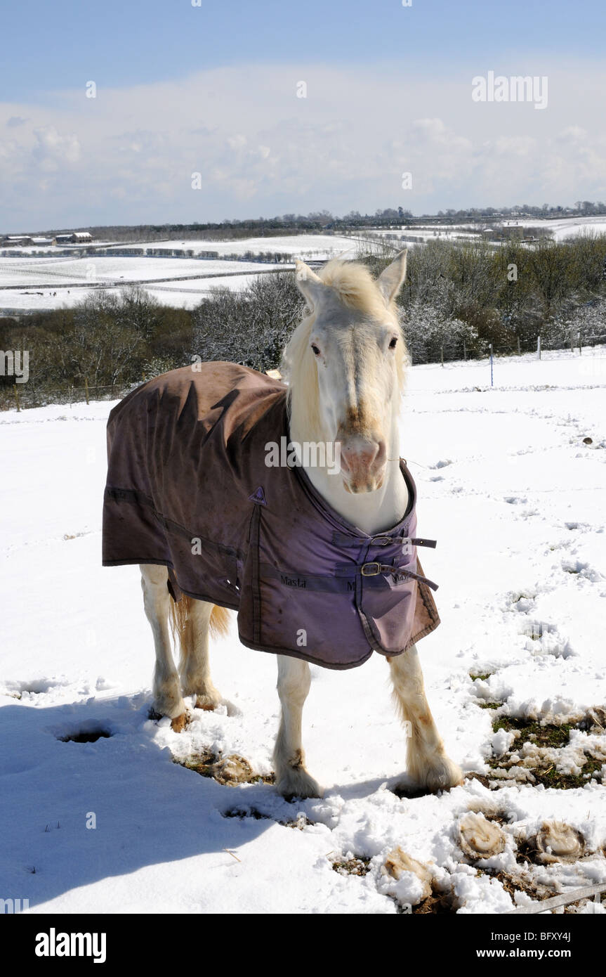 A white horse with a blanket on a sunny day in the snow Stock Photo Alamy