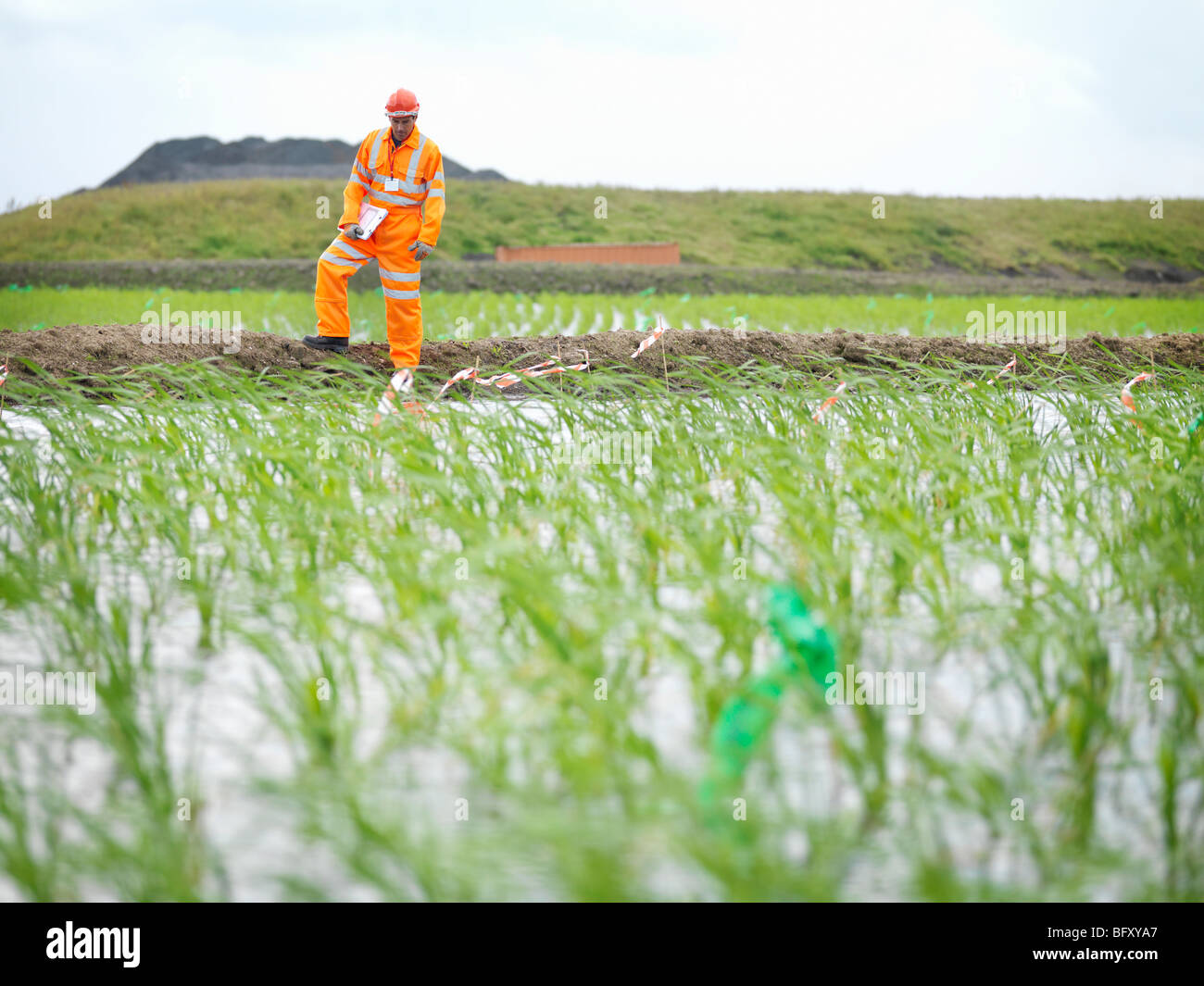 Worker Inspecting Water Purification Bed Stock Photo Alamy