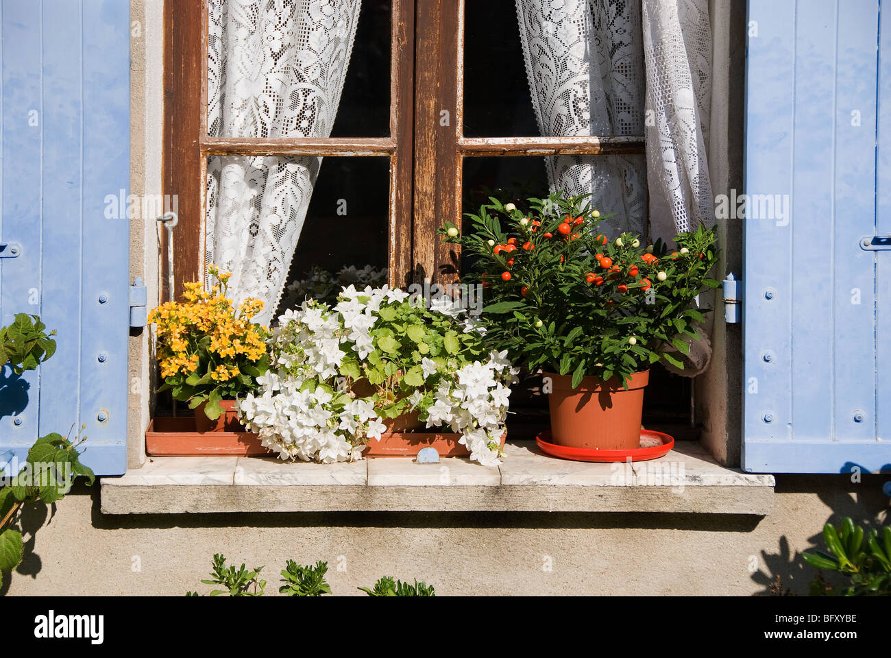 Flower filled window sill Stock Photo Alamy