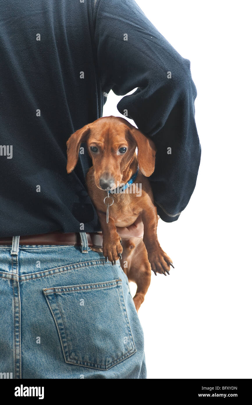 A man wearing jeans facing away from the camera, with a miniature Dachshund, being held, facing towards the camera. Stock Photo