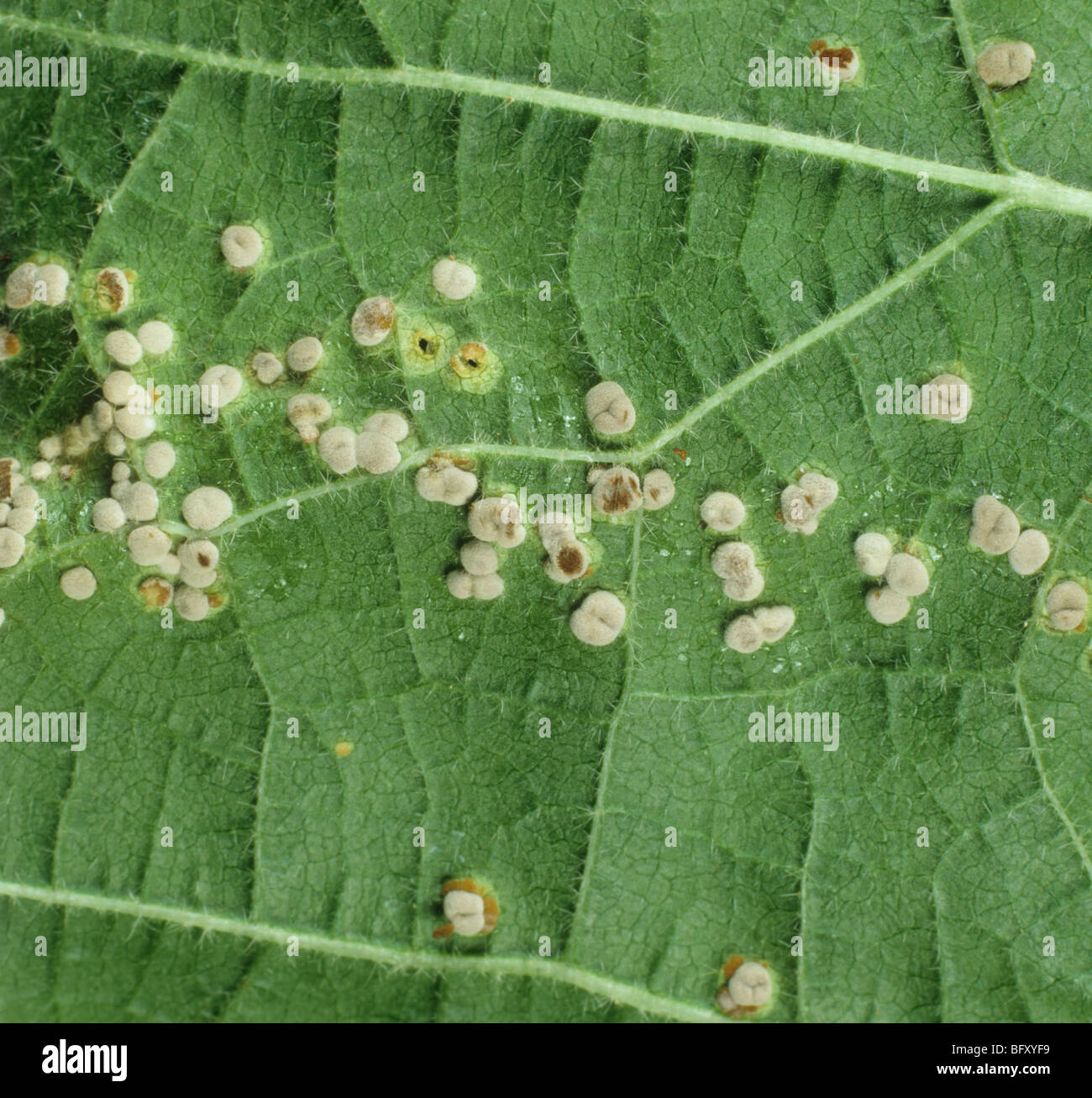 Hollyhock rust (Puccinia malvacearum) immature pustules on the underside of a leaf Stock Photo