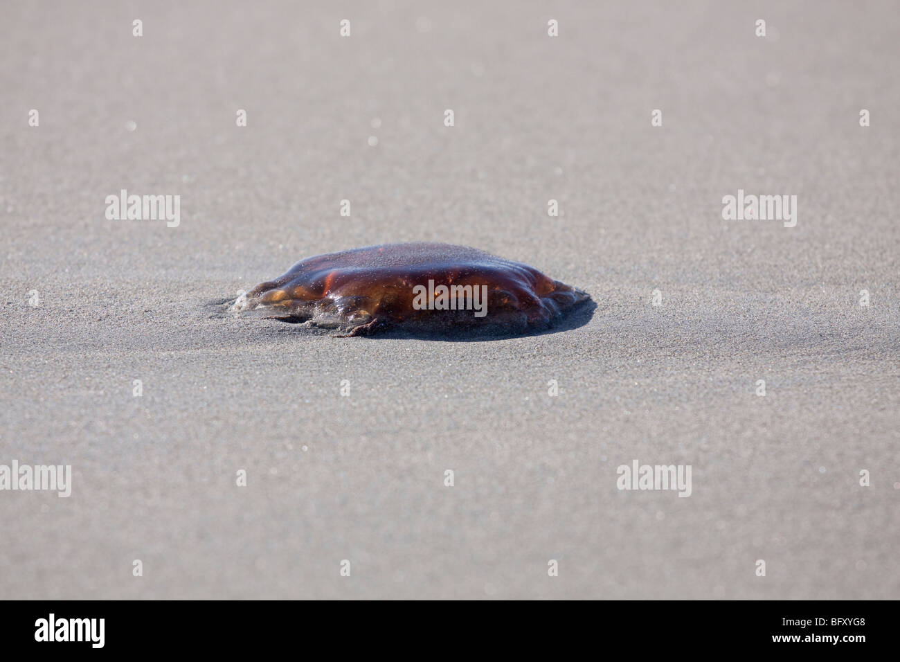 Lion's mane jellyfish (Cyanea capillata) stranded on a sandy beach in south-western Norway. Stock Photo