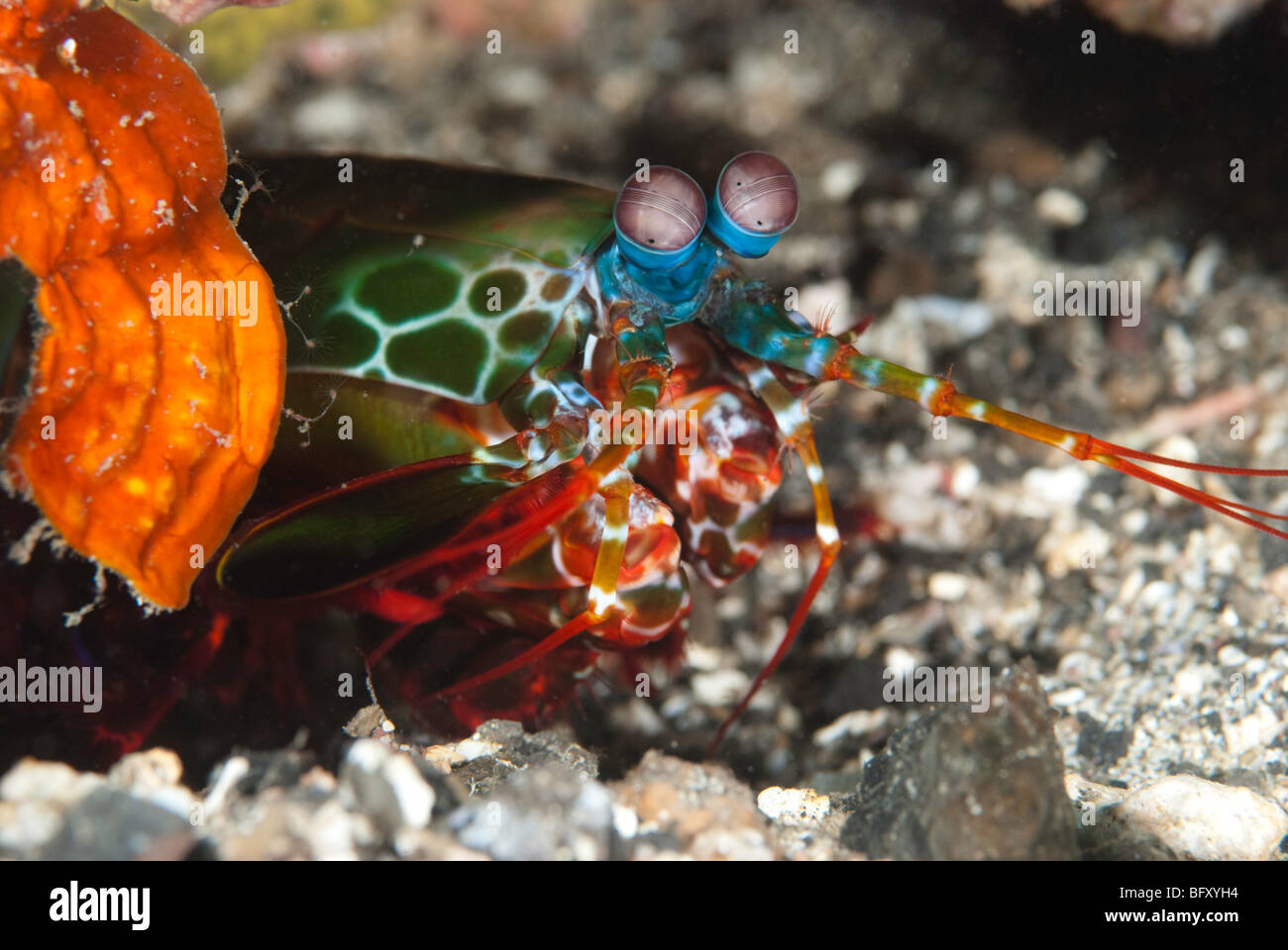 Peacock Mantis Shrimp Lembeh Strait Stock Photo