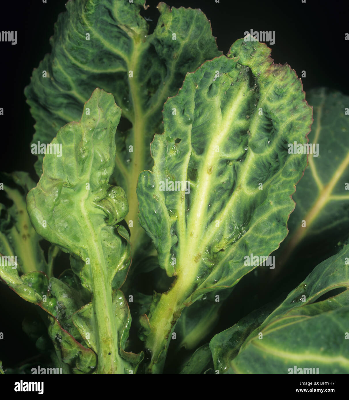 Cauliflower mosaic virus distortion of leaves of spring cabbage Stock Photo