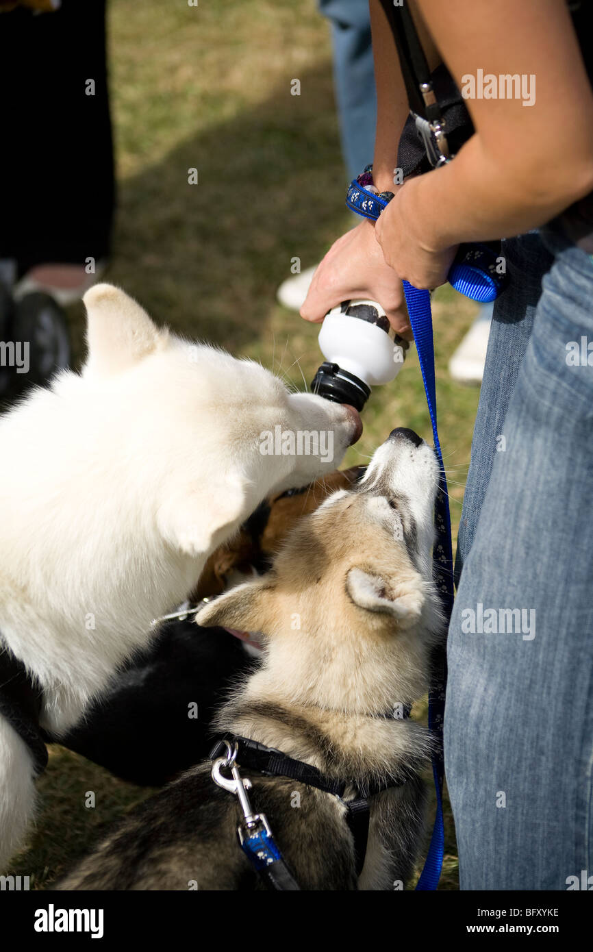 Thirsty dogs drinking from water bottle. Stock Photo