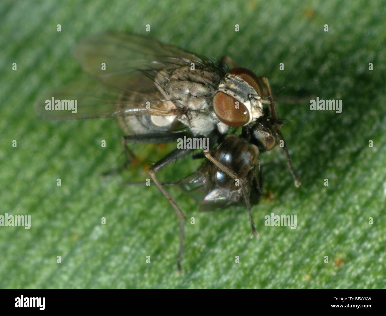A hunter fly (Coenosia attenuata) feeding on a fungus fly (Scatella stagnalis) Stock Photo