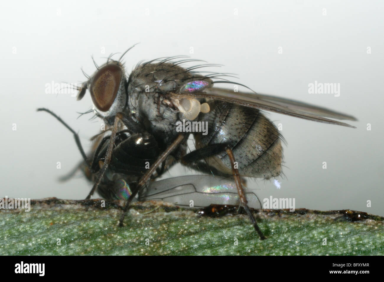 A hunter fly (Coenosia attenuata) feeding on a fungus fly (Scatella stagnalis) Stock Photo