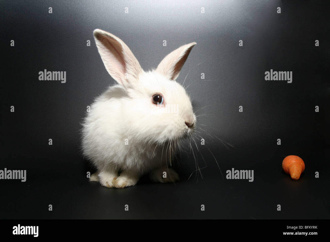 white pet rabbit and carrot on black background Stock Photo - Alamy