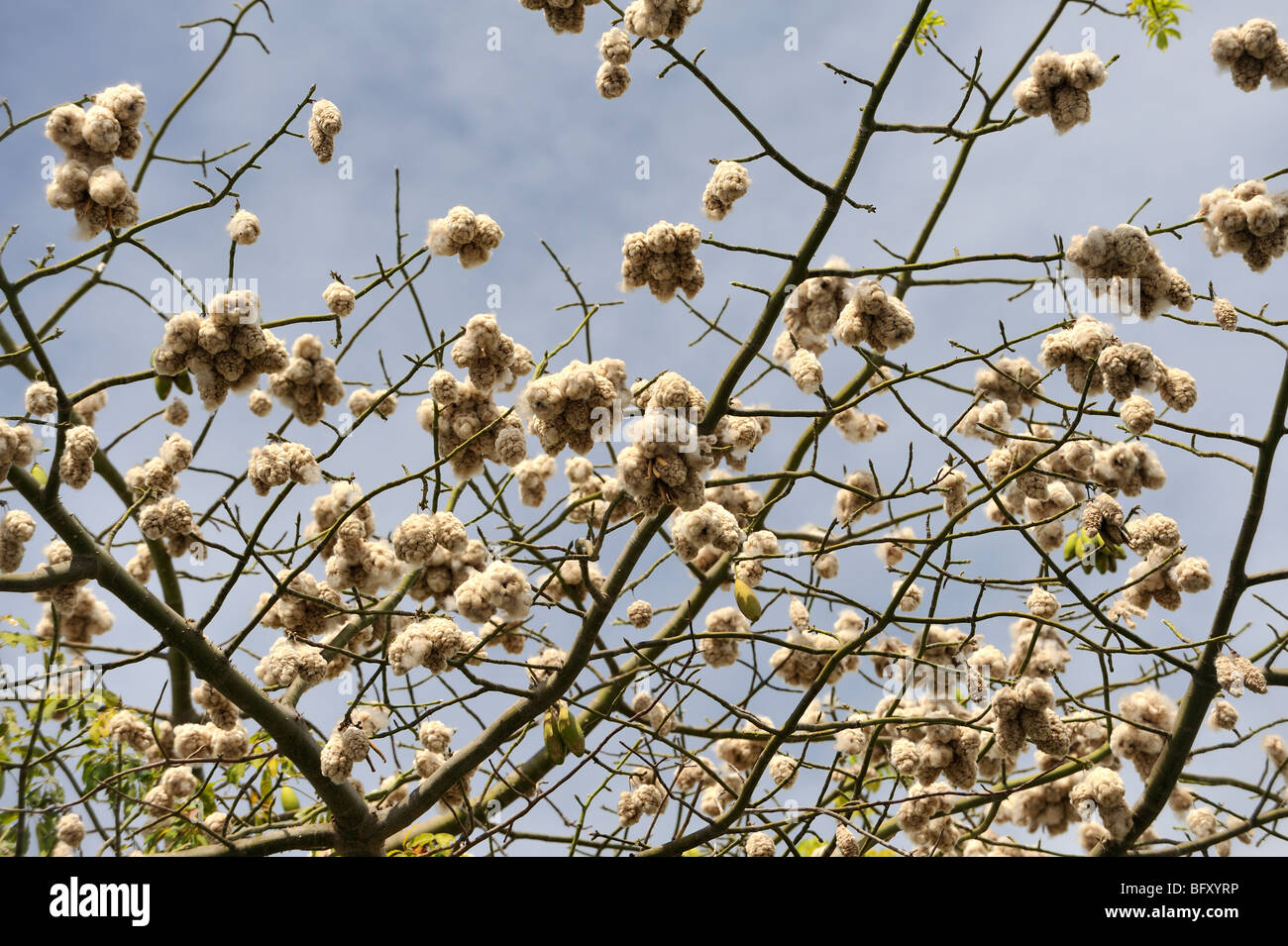 Pods of the Kapok tree (Ceiba pentandra) bursting open, showing raw