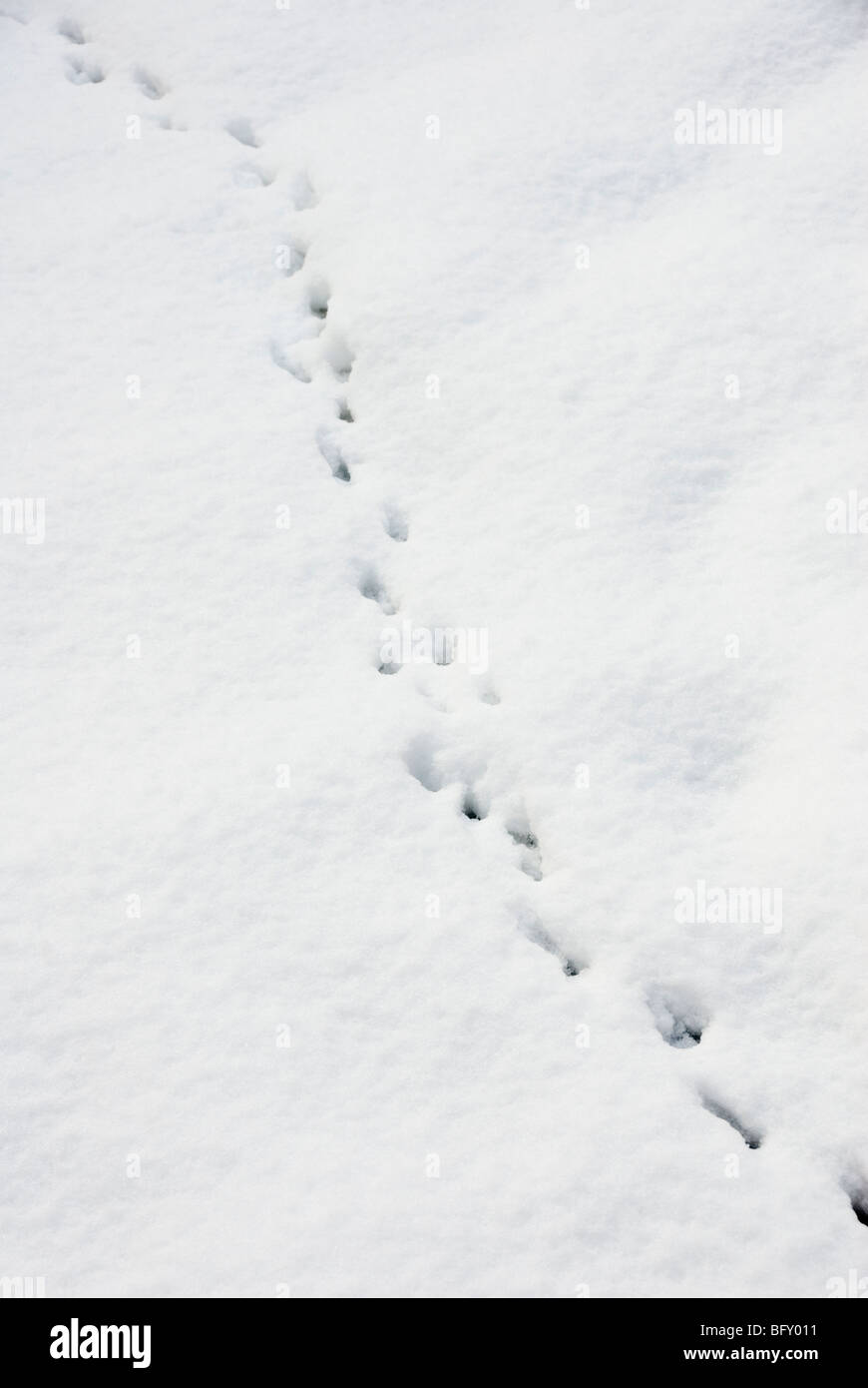 Trail of Small Animal Footprints in Snow Stock Photo
