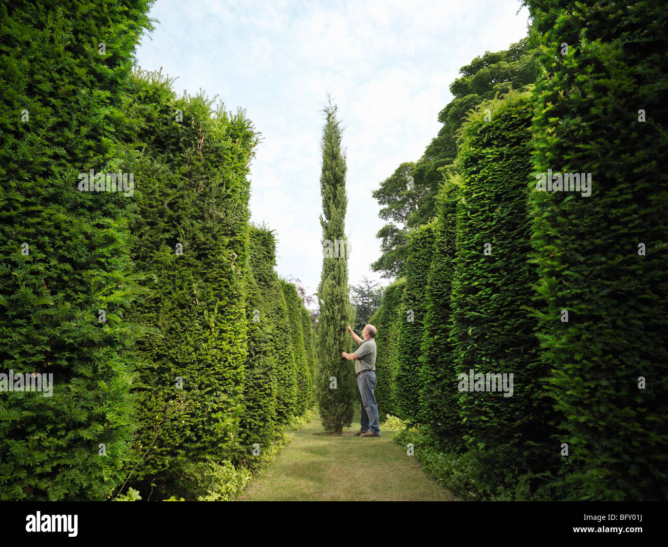 Gardener Inspecting Evergreen Trees Stock Photo