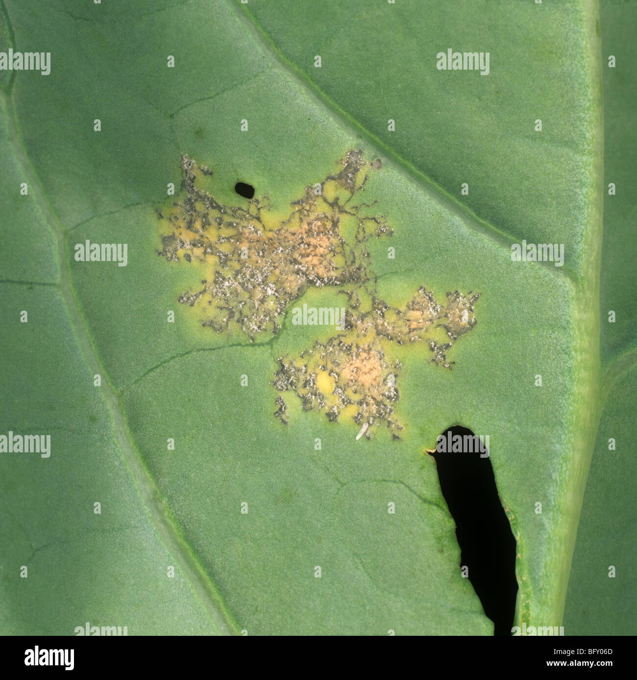 Downy mildew (Peronospora parasitica) lesions and mycelium on a calabrese leaf underside Stock Photo