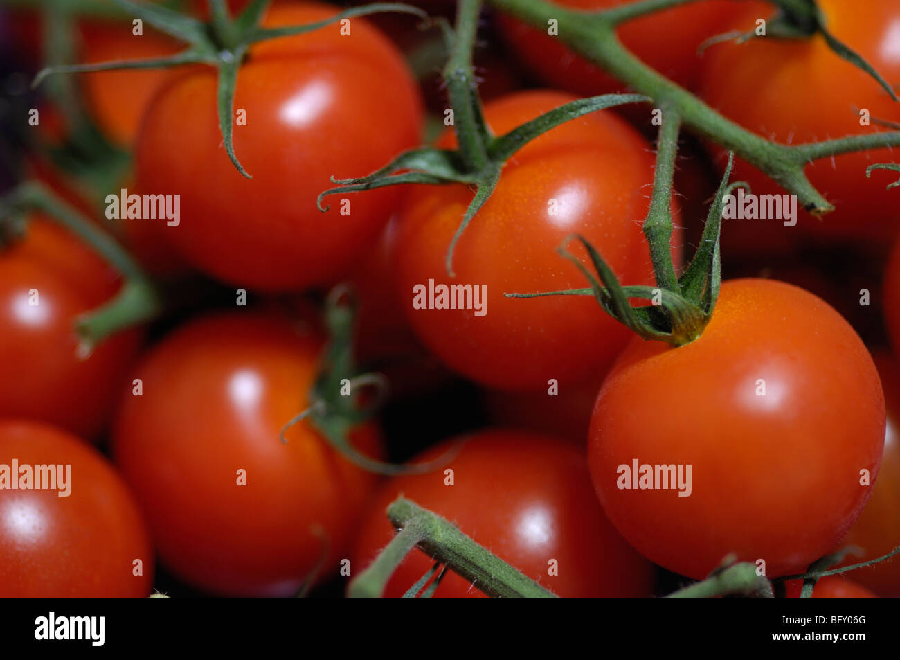 Fresh cherry tomatoes (Solanum lycopersicum var. cerasiforme) Stock Photo