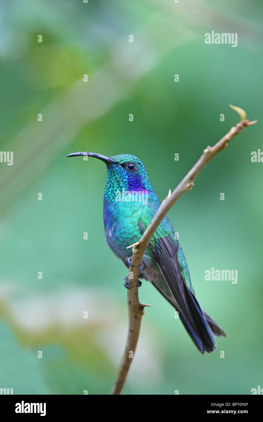 Lesser Violetear Colibri cyanotus San Jose, COSTA RICA 7 November Adult Trochilidae Formerely Green Violet-ear (Colibri thalassinus) Stock Photo