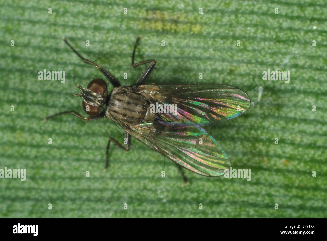 A hunter fly (Coenosia attenuata) a predatory fly on a leaf Stock Photo