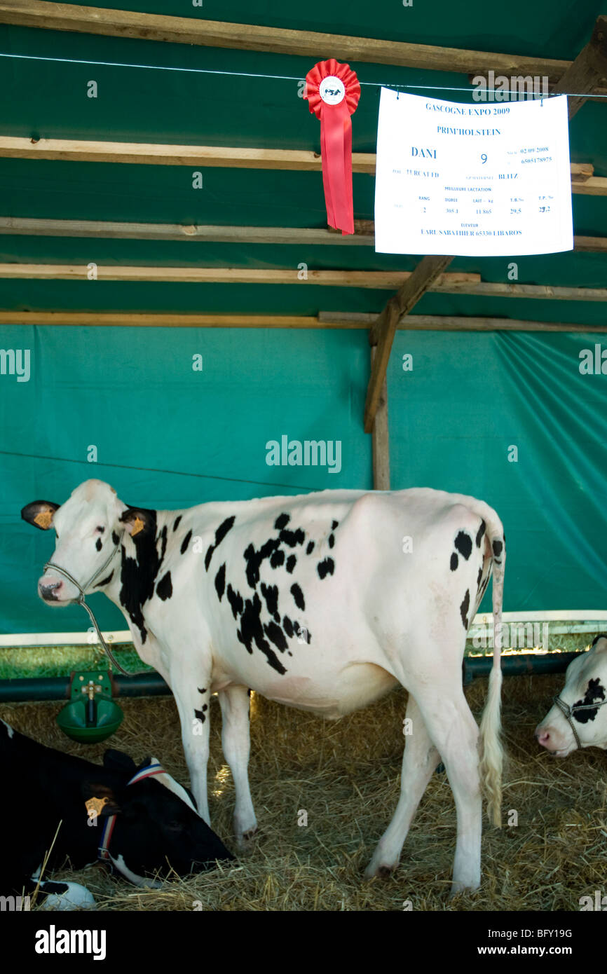 With the red ribbon or first prize prominent, a Holstein calf in its pen at a Gascony agricultural fair Stock Photo