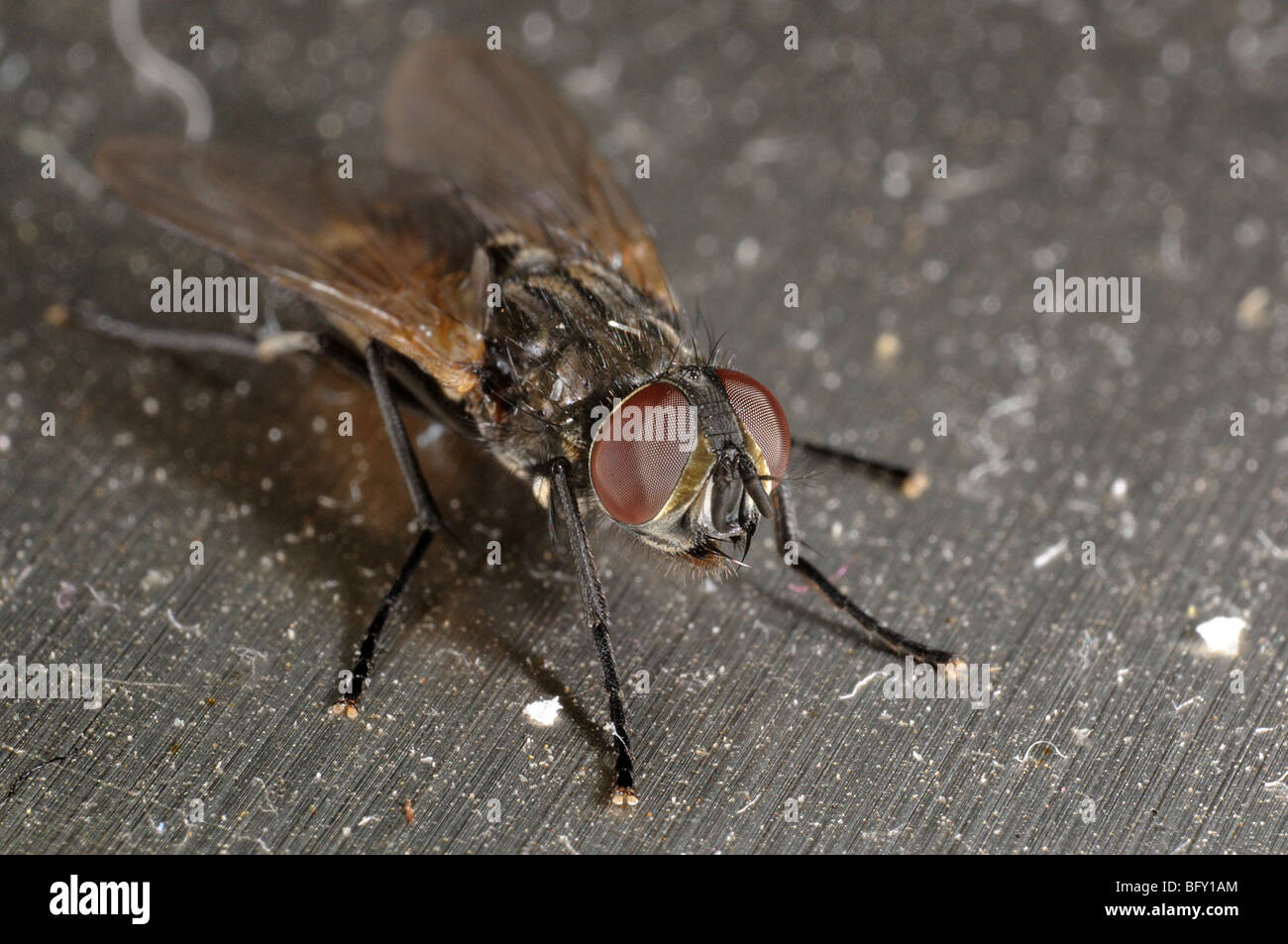 Common house fly (Musca domestica) on dusty metal breadbin Stock Photo